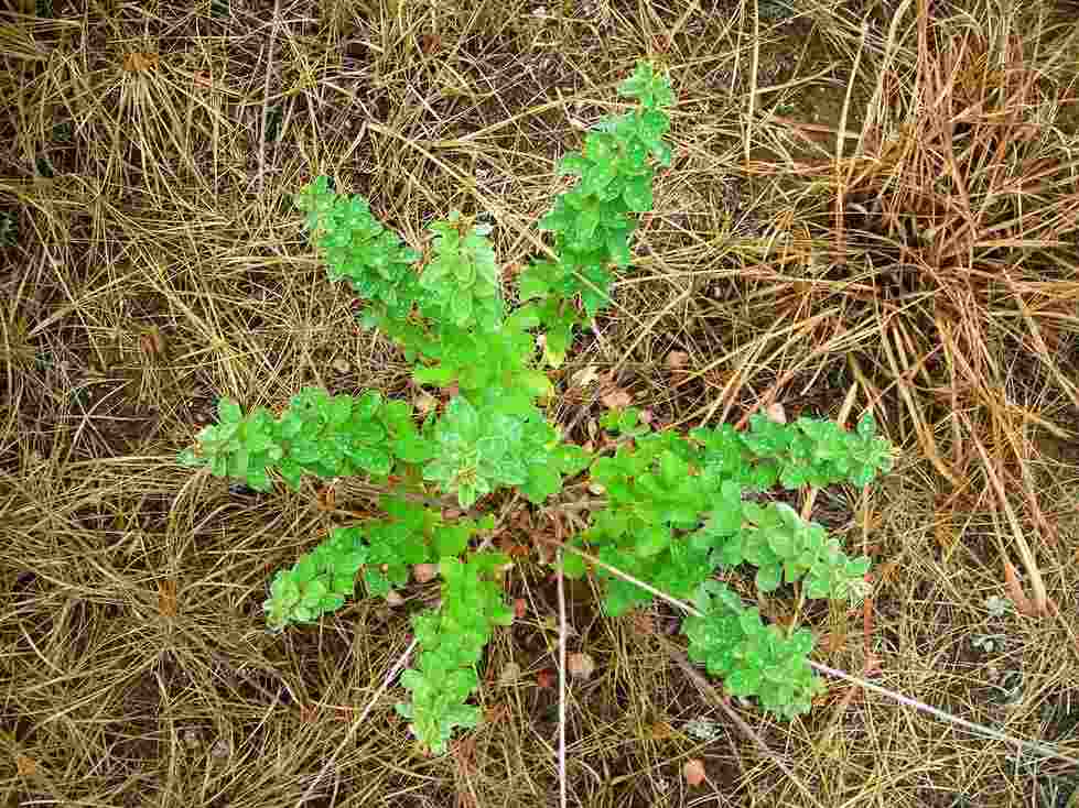 Hairy Bush Clover